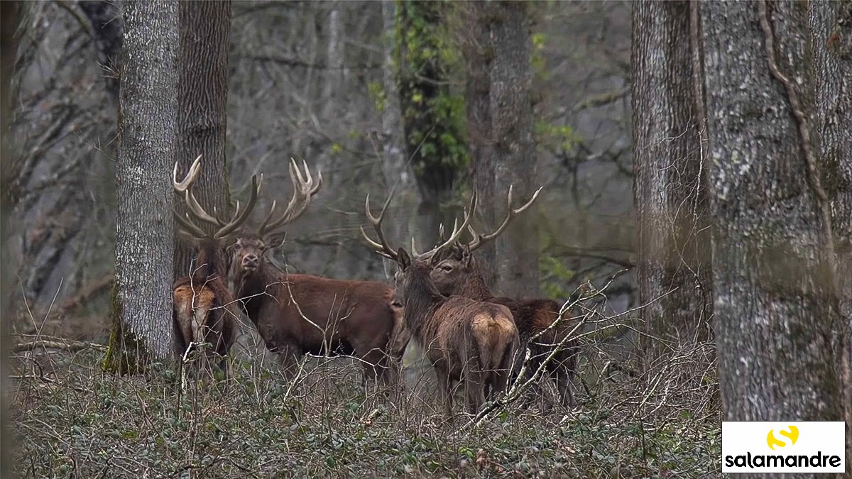 Quand les cerfs perdent leurs bois